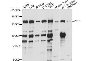 Western blot analysis of extracts of various cell lines, using ZFR antibody (ABIN6291122) at 1:1000 dilution.