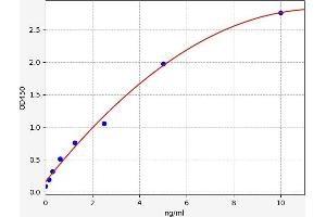 CAMK2A ELISA Kit