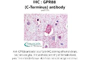 Image no. 1 for anti-G Protein-Coupled Receptor 88 (GPR88) (C-Term) antibody (ABIN1735190) (GPR88 antibody  (C-Term))