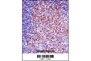 ZAP70 Antibody immunohistochemistry analysis in formalin fixed and paraffin embedded human tonsil tissue followed by peroxidase conjugation of the secondary antibody and DAB staining. (ZAP70 antibody  (N-Term))