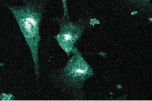 Immunofluorescent staining of NIH-3T3 cells. (PCNT antibody  (AA 1692-1814))