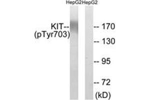 Western blot analysis of extracts from HepG2 cells treated with EGF 200ng/ml 30', using KIT (Phospho-Tyr703) Antibody. (KIT antibody  (pTyr703))