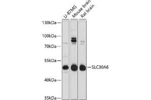 Western blot analysis of extracts of various cell lines, using SLC30 Antibody  at 1:3000 dilution.