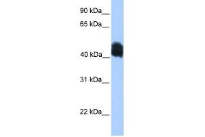 WB Suggested Anti-MDFIC Antibody Titration:  0. (MDFIC antibody  (N-Term))