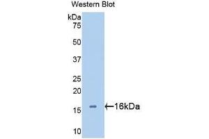 Western Blotting (WB) image for anti-Lectin, Galactoside-Binding, Soluble, 2 (LGALS2) (AA 1-132) antibody (ABIN1172723) (Galectin 2 antibody  (AA 1-132))