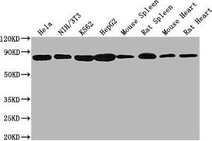 Western Blot Positive WB detected in: Hela whole cell lysate, NIH/3T3 whole cell lysate, K562 whole cell lysate, HepG2 whole cell lysate, Mouse spleen tissue, Rat spleen tissue, Mouse heart tissue, Rat heart tissue All lanes HSPA8 antibody at 1:2000 Secondary Goat polyclonal to mouse IgG at 1/50000 dilution Predicted band size: 70~75 KDa Observed band size: 70~75 KDa Exposure time: 10s (Hsc70 antibody  (AA 2-646))