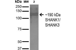 Western Blot analysis of Monkey COS cells transfected with HA-tagged Shank1 showing detection of ~190 kDa SHANK1/SHANK3 protein using Mouse Anti-SHANK1/SHANK3 Monoclonal Antibody, Clone S367-51 . (SHANK3 antibody  (AA 538-626) (Atto 594))