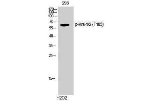 Western Blotting (WB) image for anti-Krs-1/2 (pThr183) antibody (ABIN3180447) (Krs-1/2 (pThr183) antibody)