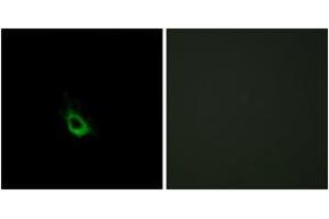 Immunofluorescence (IF) image for anti-Caspase Recruitment Domain Family, Member 10 (CARD10) (AA 481-530) antibody (ABIN2889892) (CARD10 antibody  (AA 481-530))