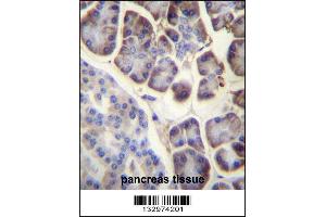 RPL34 Antibody immunohistochemistry analysis in formalin fixed and paraffin embedded human pancreas tissue followed by peroxidase conjugation of the secondary antibody and DAB staining.