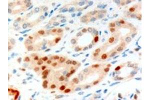 ANLN polyclonal antibody (Cat # PAB6482, 10 ug/mL) staining of paraffin embedded human kidney. (Anillin antibody)