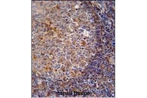 ARHG Antibody (Center) (ABIN651058 and ABIN2840052) immunohistochemistry analysis in formalin fixed and paraffin embedded human tonsil tissue followed by peroxidase conjugation of the secondary antibody and DAB staining. (ARHGAP25 antibody  (AA 193-219))