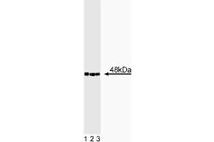 Western blot analysis of CtBP2 on a BC3H1 cell lysate (Mouse brain smooth muscle-like cells, ATCC CRL-1443).