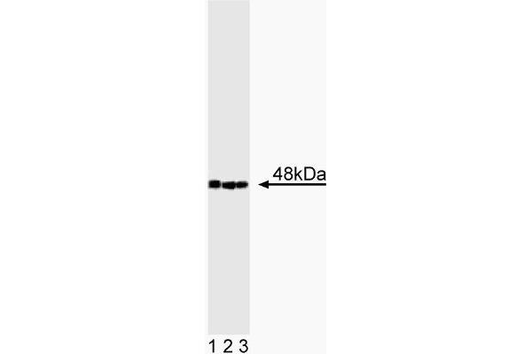 CTBP2 anticorps  (AA 361-445)