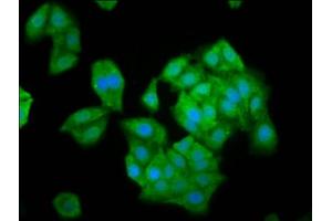 Immunofluorescence staining of HepG2 cells with ABIN7161327 at 1:100, counter-stained with DAPI. (NLN antibody  (AA 109-241))