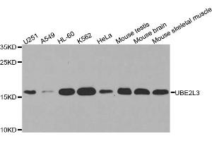 Western blot analysis of extracts of various cell lines, using UBE2L3 antibody. (UBE2L3 antibody)