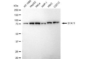Western blotting analysis using STAT1 antibody (ABIN7800336). (Recombinant STAT1 antibody)