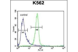 ANR52 Antibody (N-term) (ABIN654762 and ABIN2844445) flow cytometric analysis of K562 cells (right histogram) compared to a negative control cell (left histogram). (ANKRD52 antibody  (N-Term))