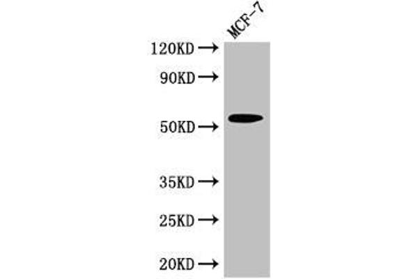 CYP51A1 antibody  (AA 270-437)