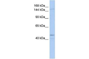 WB Suggested Anti-SKIV2L Antibody Titration:  0. (SKIV2L antibody  (Middle Region))