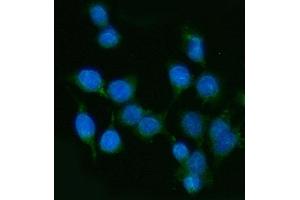 IF analysis of PP11/ENDOU using anti-PP11/ENDOU antibody (ABIN7600552). (ENDOU antibody  (AA 20-386))