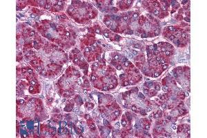 ABIN190836 (3. (SORBS1 antibody  (Internal Region))