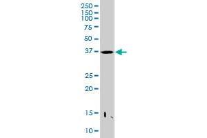 PRR11 MaxPab polyclonal antibody. (PRR11 antibody  (AA 1-360))