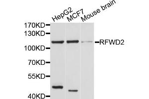 Western blot analysis of extracts of various cell lines, using RFWD2 antibody. (RFWD2 antibody)