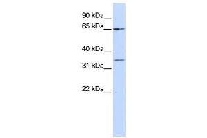 Western Blotting (WB) image for anti-Zinc Finger Protein 157 (ZNF157) antibody (ABIN2458314)