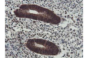 Image no. 1 for anti-Exoribonuclease 1 (ERI1) antibody (ABIN1498094) (ERI1 antibody)