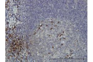 Image no. 1 for anti-dephospho-CoA Kinase Domain Containing (DCAKD) (AA 113-201) antibody (ABIN466243) (DCAKD antibody  (AA 113-201))