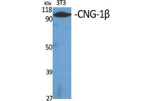 Western Blot (WB) analysis of specific cells using CNG-1beta Polyclonal Antibody. (GARP antibody  (Internal Region))