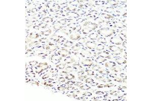 Immunohistochemistry of paraffin-embedded mouse stomach using PRPF8 antibody at dilution of 1:100 (x40 lens).