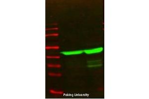 Western Blot (WB) analysis: Please contact us for more details. (Actin antibody)