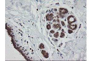 Image no. 1 for anti-Mitochondrial Ribosomal Protein S34 (MRPS34) antibody (ABIN1499564) (MRPS34 antibody)