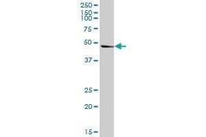 PA2G4 MaxPab rabbit polyclonal antibody. (PA2G4 antibody  (AA 1-394))