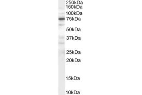 GADD34 antibody  (C-Term)