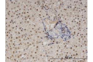 Immunoperoxidase of monoclonal antibody to NFIB on formalin-fixed paraffin-embedded human liver. (NFIB antibody  (AA 1-420))