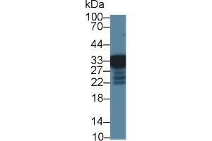 Western Blot; Sample: Mouse Liver lysate; Primary Ab: 1µg/ml Rabbit Anti-Mouse RGN Antibody Second Ab: 0. (Regucalcin antibody  (AA 1-299))