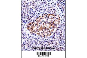 TAC3 Antibody immunohistochemistry analysis in formalin fixed and paraffin embedded human pancreas tissue followed by peroxidase conjugation of the secondary antibody and DAB staining. (Tachykinin 3 antibody  (AA 54-83))