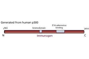 Image no. 2 for anti-E1A Binding Protein P300 (EP300) antibody (ABIN967440) (p300 antibody)
