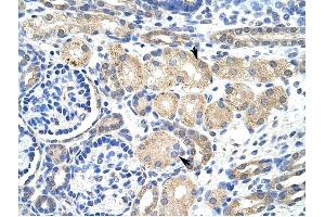 KCNAB2 antibody was used for immunohistochemistry at a concentration of 4-8 ug/ml to stain EpitheliaI cells of renal tubule (arrows) in Human Kidney. (KCNAB2 antibody  (Middle Region))