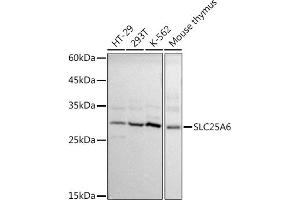 Western blot analysis of extracts of various cell lines, using SLC25 antibody (ABIN1682768, ABIN3017839, ABIN3017840 and ABIN6220286) at 1:1000 dilution. (SLC25A6 antibody  (AA 1-298))