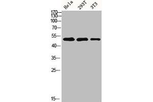 Western blot analysis of HELA 293T 3T3 lysis using MMP-1 antibody. (MMP1 antibody  (C-Term))