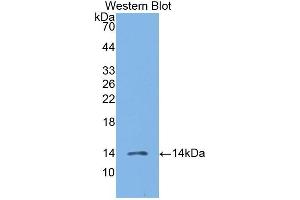 Detection of Recombinant MIP3b, Human using Polyclonal Antibody to Macrophage Inflammatory Protein 3 Beta (MIP3b) (CCL19 antibody  (AA 22-98))