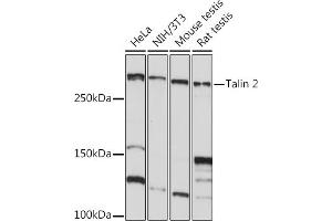 Western blot analysis of extracts of various cell lines, using Talin 2 Rabbit mAb (ABIN7270720) at 1:1000 dilution. (TLN2 antibody)