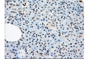 Immunohistochemical staining of paraffin-embedded colon tissue using anti-XRCC4mouse monoclonal antibody. (LTA4H antibody)