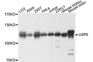 Western blot analysis of extracts of various cell lines, using USP5 antibody (ABIN5972330) at 1/1000 dilution. (USP5 antibody)