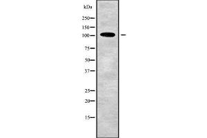 Western blot analysis of TJP3 using RAW264. (TJP3 antibody  (C-Term))