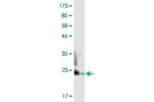 Western Blot detection against Immunogen (21. (TNFSF8 antibody  (AA 63-234))